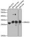 DIRAS Family GTPase 3 antibody, A7950, ABclonal Technology, Western Blot image 