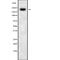 Myosin VC antibody, abx219260, Abbexa, Western Blot image 