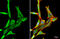 Platelet Derived Growth Factor Receptor Alpha antibody, GTX107903, GeneTex, Immunofluorescence image 