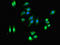 Short-chain dehydrogenase/reductase 3 antibody, LS-C396325, Lifespan Biosciences, Immunofluorescence image 