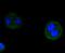Cyclin D3 antibody, A01744-2, Boster Biological Technology, Immunocytochemistry image 