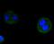 Cyclin D3 antibody, A01744-2, Boster Biological Technology, Immunocytochemistry image 