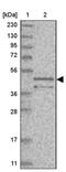 Torsin Family 3 Member A antibody, PA5-55972, Invitrogen Antibodies, Western Blot image 