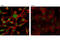 Protein Inhibitor Of Activated STAT 3 antibody, 9042T, Cell Signaling Technology, Immunocytochemistry image 