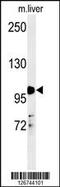 Nuclear Receptor Subfamily 3 Group C Member 1 antibody, MBS9207237, MyBioSource, Western Blot image 