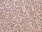 Ras-related protein Rab-5C antibody, PA5-36606, Invitrogen Antibodies, Immunohistochemistry frozen image 