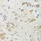 GRB2 Associated Binding Protein 1 antibody, 22-081, ProSci, Immunohistochemistry frozen image 