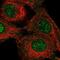 Nei Like DNA Glycosylase 3 antibody, NBP2-56282, Novus Biologicals, Immunocytochemistry image 