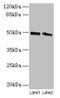 STAM Binding Protein antibody, LS-C318346, Lifespan Biosciences, Western Blot image 