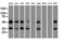 Basigin (Ok Blood Group) antibody, LS-C115266, Lifespan Biosciences, Western Blot image 