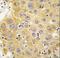 IBP-8 antibody, LS-C96712, Lifespan Biosciences, Immunohistochemistry paraffin image 