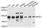 Mitofusin 2 antibody, TA332885, Origene, Western Blot image 