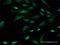 Cbl Proto-Oncogene Like 1 antibody, H00079872-M02, Novus Biologicals, Immunocytochemistry image 