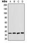 Cyclin Dependent Kinase 2 antibody, orb216057, Biorbyt, Western Blot image 