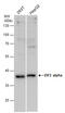 Eukaryotic translation initiation factor 2 subunit 1 antibody, GTX130011, GeneTex, Western Blot image 