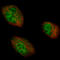 Activator Of Transcription And Developmental Regulator AUTS2 antibody, AMAb91455, Atlas Antibodies, Immunofluorescence image 