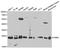 Proteasome Subunit Beta 1 antibody, LS-C331217, Lifespan Biosciences, Western Blot image 