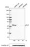 SIX Homeobox 1 antibody, MA5-24588, Invitrogen Antibodies, Western Blot image 