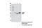 Negative Elongation Factor Complex Member C/D antibody, 12265S, Cell Signaling Technology, Immunoprecipitation image 