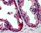 TAO Kinase 3 antibody, 45-787, ProSci, Immunohistochemistry frozen image 