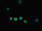 Solute Carrier Family 30 Member 10 antibody, LS-C679502, Lifespan Biosciences, Immunofluorescence image 