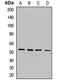 Mixed Lineage Kinase Domain Like Pseudokinase antibody, orb412360, Biorbyt, Western Blot image 