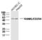 TNF Superfamily Member 11 antibody, orb11190, Biorbyt, Western Blot image 