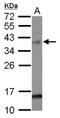 MAD2L1 Binding Protein antibody, NBP2-17199, Novus Biologicals, Western Blot image 