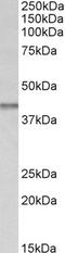 Isocitrate Dehydrogenase (NAD(+)) 3 Beta antibody, EB10997, Everest Biotech, Western Blot image 