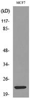 Interferon Lambda 2 antibody, A30781, Boster Biological Technology, Western Blot image 