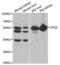 p53 antibody, abx004447, Abbexa, Western Blot image 