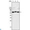 p65 antibody, LS-C814034, Lifespan Biosciences, Western Blot image 