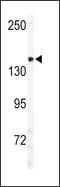 Unc-51 Like Autophagy Activating Kinase 2 antibody, LS-C101208, Lifespan Biosciences, Western Blot image 