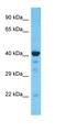 Serpin Family B Member 9 antibody, orb331414, Biorbyt, Western Blot image 
