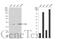 Argininosuccinate Lyase antibody, GTX113629, GeneTex, Western Blot image 