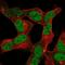 Zinc Finger Protein 12 antibody, PA5-66580, Invitrogen Antibodies, Immunofluorescence image 