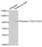 Forkhead Box O3 antibody, abx000399, Abbexa, Western Blot image 