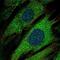 Protein Tyrosine Phosphatase Receptor Type N antibody, NBP2-58897, Novus Biologicals, Immunocytochemistry image 