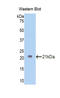 Endothelin 1 antibody, LS-C305436, Lifespan Biosciences, Western Blot image 