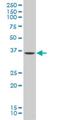 Kruppel Like Factor 2 antibody, H00010365-A01, Novus Biologicals, Western Blot image 