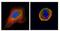 Cell Division Cycle 25C antibody, NBP1-33687, Novus Biologicals, Immunofluorescence image 