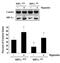 HIF1-alpha antibody, NB100-654, Novus Biologicals, Western Blot image 