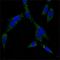 Heat Shock Protein Family A (Hsp70) Member 4 antibody, A03618, Boster Biological Technology, Immunohistochemistry frozen image 