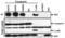 PYD And CARD Domain Containing antibody, 2287, ProSci, Western Blot image 