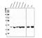 FosB Proto-Oncogene, AP-1 Transcription Factor Subunit antibody, RP1086, Boster Biological Technology, Western Blot image 