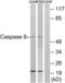 Caspase 8 antibody, LS-B12516, Lifespan Biosciences, Western Blot image 