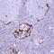 Suppressor Of Cytokine Signaling 5 antibody, orb74002, Biorbyt, Immunohistochemistry paraffin image 