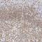 IKAROS Family Zinc Finger 3 antibody, NBP1-89185, Novus Biologicals, Immunohistochemistry frozen image 