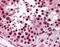 KH-Type Splicing Regulatory Protein antibody, 51-531, ProSci, Immunohistochemistry paraffin image 