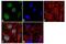 JunB Proto-Oncogene, AP-1 Transcription Factor Subunit antibody, PA1-835, Invitrogen Antibodies, Immunofluorescence image 